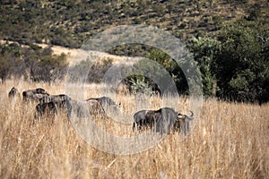 A group of wildebeest grazing and eating grass in the African savannah of South Africa`s Pilanesberg National Park