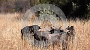 A group of wildebeest grazing and eating grass in the African savannah of South Africa`s Pilanesberg National Park