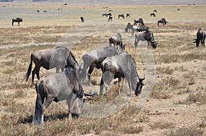 Group of wildebeest at Lake Manyara photo