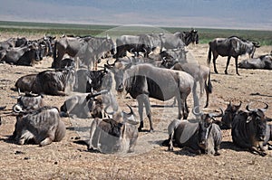 Group of wildebeest at Ngorongoro crater