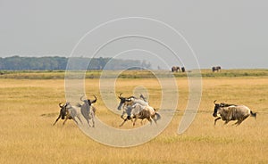 A group of Wildebeest running and playing.