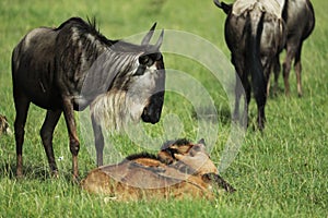 Group of wildebeest in savannah