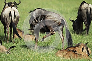 Group of wildebeest in savannah