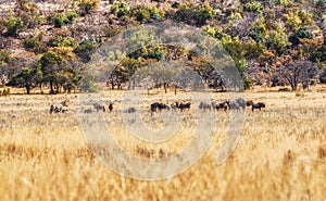 Group of Wildebeests