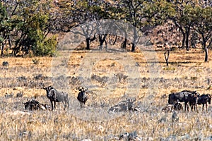 Group of Wildebeests