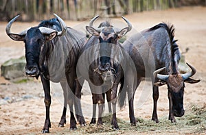 Group of wildebeests: animals from Africa