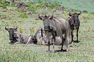 Group of Wildebeests (Connochaetes) in the forest