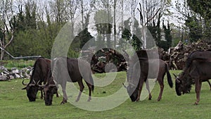 A group of wildebeests eat grass from a meadow in a wildlife park