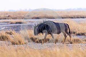 Group of wilderbeests grasing on a meadow in the savanna of the nata birds sanctuary in Botswana, Africa