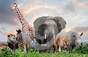 Group of wildlife animals in the jungle together