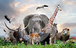 group of wildlife animals in the jungle together