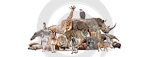 Group of Wildlife Safari Zoo Animals Together Isolated