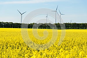 Group of windmills for renewable energy
