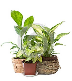 Group of window plant