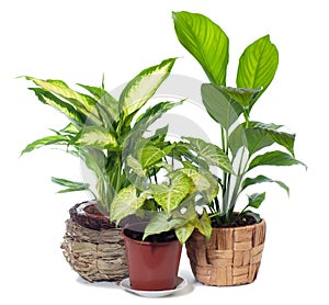 Group of window plant