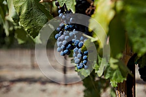 A Group of Wine Grapes At A Vineyard