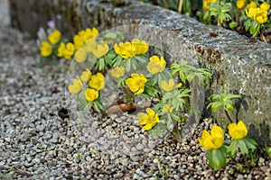 Group of winter aconites (Eranthis hyemalis).