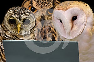 Group of wise owls surfing in internet