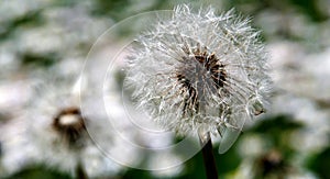 Group of withered dandelions