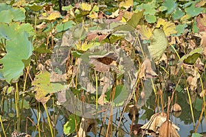 Group of withered lotus leaves in the water