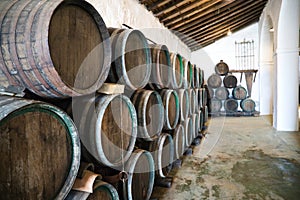 Group of wooden barrels from a wine cellar in spain. The barrels are full of wine from the last vintage. Concept wines of the