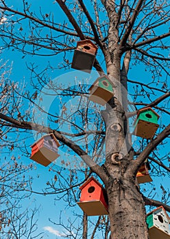 Group of wooden bird house hanging on a tree in front of blue sky. Colorful birdhouse, nesting box for songbirds in park.