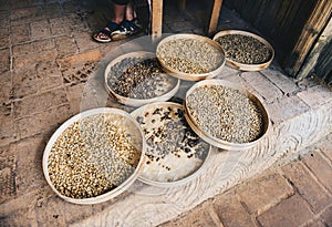 Group of wooden tray contained roasted coffee beans from civet cat poo.