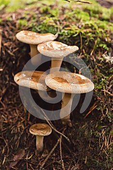 Group of woolly milkcaps