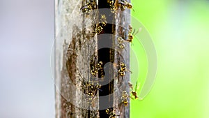 Group of worker and soldier hornets are guarding their nest