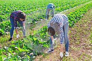 Group of workers pulling weeds on field