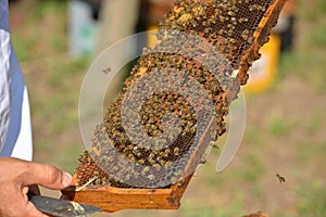 Group of working bees on wooden frame