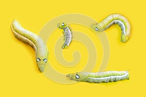 Group worm, set caterpillars isolated on yellow background. Close up beautiful green caterpillar