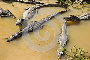 Group of Yacare caimans in water