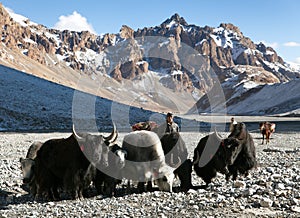 Group of yaks in the great himalayan mountains