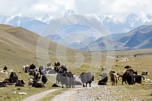 Group of yaks on the mountain road, Kirgizia