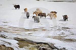 Group of Yaks on snowy valley