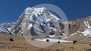 A group of yaks standing and grazing on the meadows in high altitude