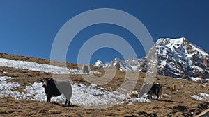 A group of yaks standing and grazing on the meadows in high altitude