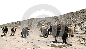 Group of yaks, yak or dzo caravan
