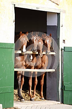 Group of yearlings waiting for riders at the stable door