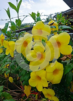 The group of yellow Allamanda cathartica flowers blooming on the tree