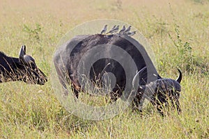 Group of yellow-billed oxpeckers on an african buffalo