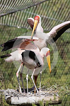 Group of Yellow-billed stork (Mycteria ibis)