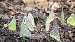 Group of yellow butterfly setting on ground