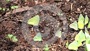 Group of yellow butterfly setting on ground