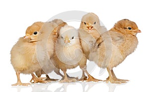 Group of yellow chickens