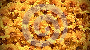 Group of yellow chrysanthemum flowers close up in the garden