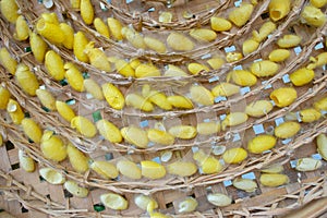Group of Yellow Cocoon Processes.