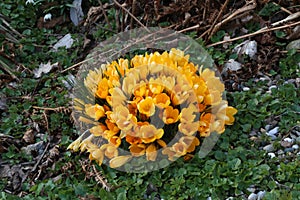 Group of yellow crocus flowering in early spring