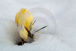 Group of yellow crocus flowers in snow
